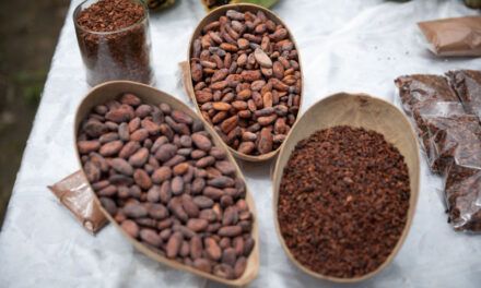 Cacao: los datos que debe saber sobre el «oro marrón»