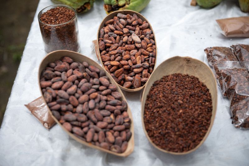 Cacao: los datos que debe saber sobre el «oro marrón»