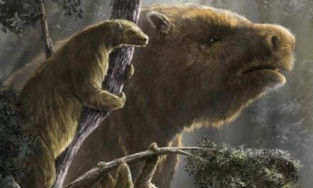Reconstruyen la evolución y la extinción de los perezosos gigantes americanos