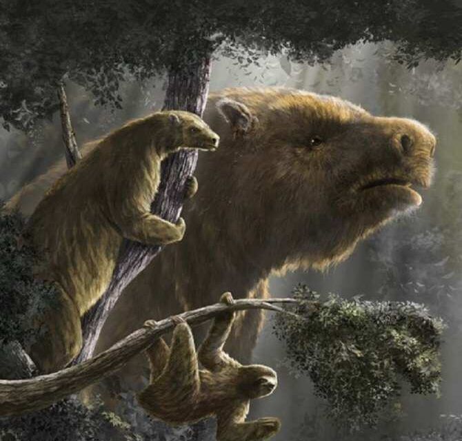 Reconstruyen la evolución y la extinción de los perezosos gigantes americanos