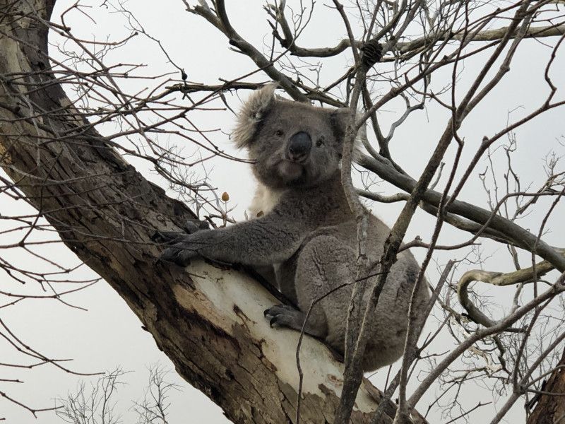 Tiempo que pasan los koalas en el suelo se relaciona con aumento de sus muertes