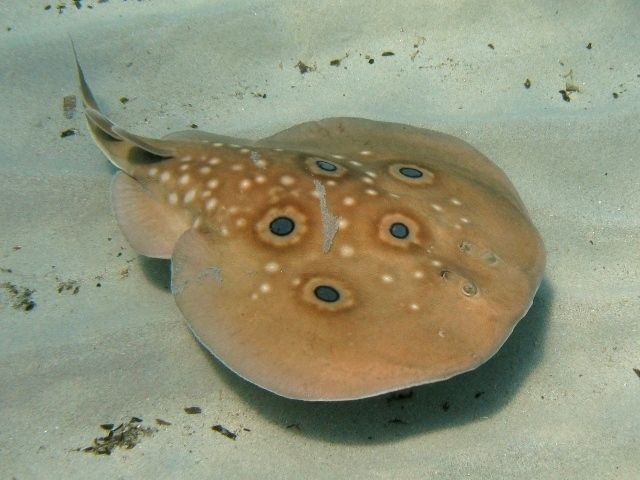 Animales eléctricos: Criaturas capaces de electrocutarnos en la naturaleza