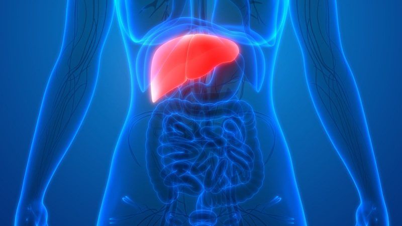 Científica mexicana alerta de hongos que provocan hasta 30 % de casos de cáncer de hígado