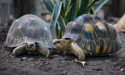 La asombrosa resistencia de las tortugas al cáncer