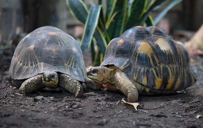 La asombrosa resistencia de las tortugas al cáncer