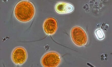 Microbios que moldean la Tierra