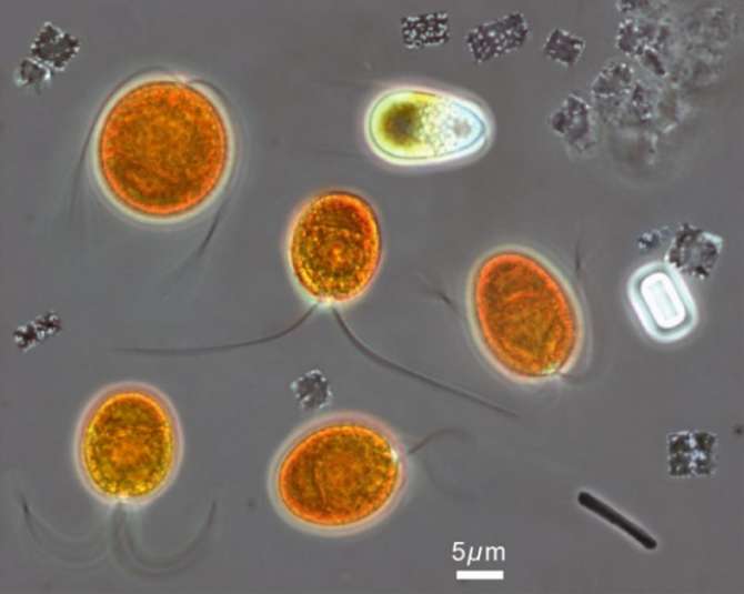 Microbios que moldean la Tierra