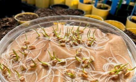 Descubrimiento clave para aumentar el rendimiento del trigo