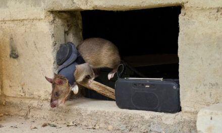 Ratas detectan minas terrestres y tuberculosis