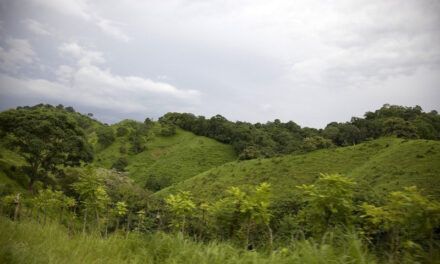 Más guardaparques y tecnología, los planes de Centroamérica para frenar la deforestación