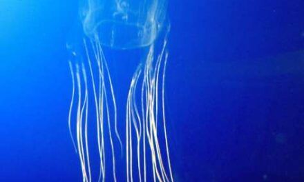 La avispa de mar: el animal más venenoso del planeta
