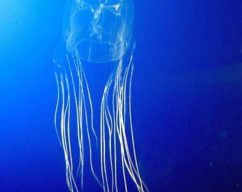 La avispa de mar: el animal más venenoso del planeta