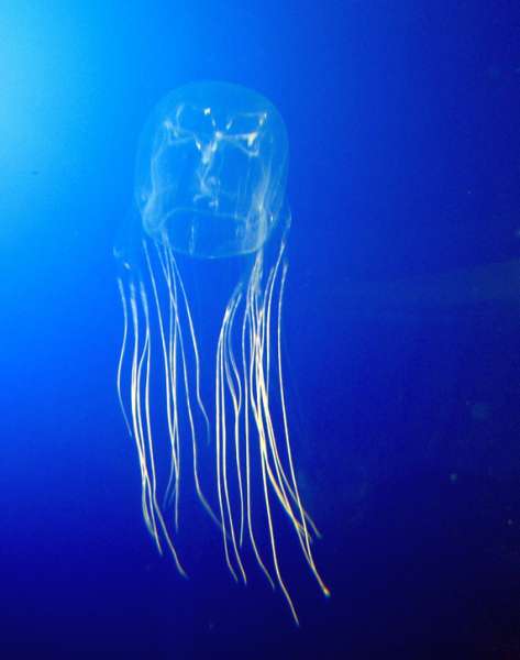 La avispa de mar: el animal más venenoso del planeta