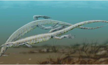 Hallan el primer ejemplar juvenil de Pleurosaurus