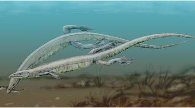 Hallan el primer ejemplar juvenil de Pleurosaurus