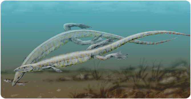 Hallan el primer ejemplar juvenil de Pleurosaurus
