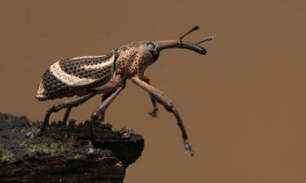 Los invencibles del planeta: por qué los escarabajos han sobrevivido a todas las extinciones masivas