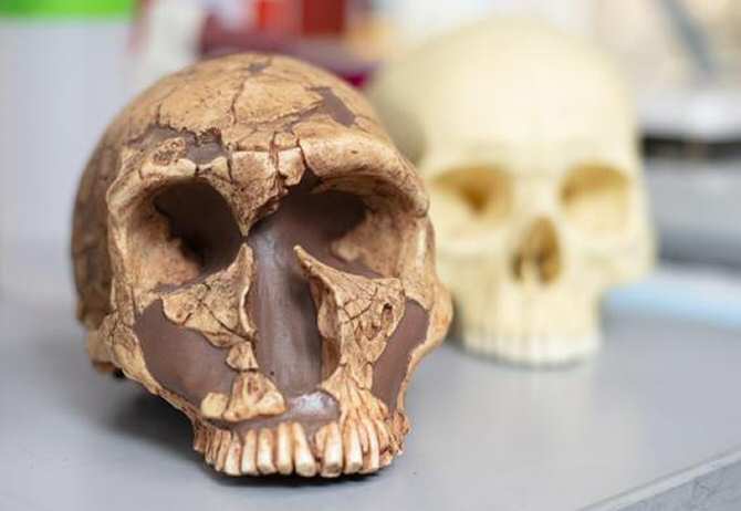 El plomo y el misterio de la extinción del neandertal y la supervivencia del humano anatómicamente moderno