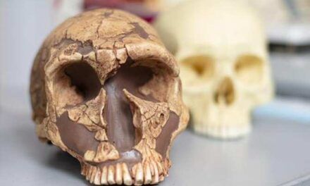 El plomo y el misterio de la extinción del neandertal y la supervivencia del humano anatómicamente moderno