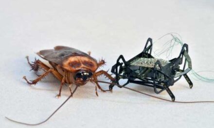 Cucaracha junto a su imitadora robótica