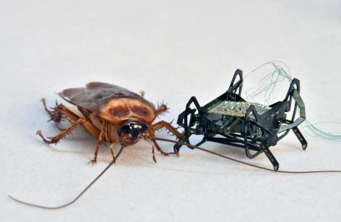 Cucaracha junto a su imitadora robótica