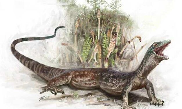 Ni del todo lagarto ni del todo serpiente, así era un posible ancestro de ambos