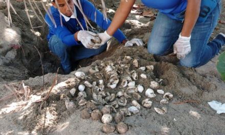 Decenas de tortugas marinas nacen en santuario protegido por la Armada
