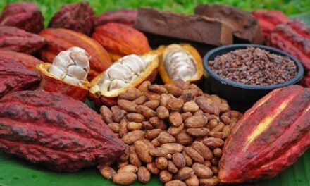 La producción de cacao baja y también el precio en los mercados internacionales