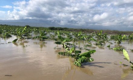 Huracán Melissa: Más de 4,000 evacuados y pérdidas millonarias en producción agrícola del Sur