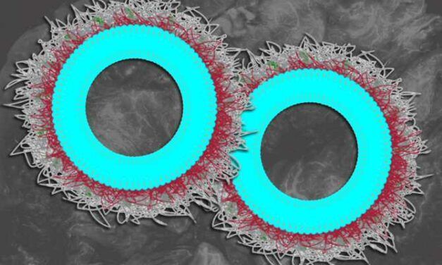 Unas nuevas nanopartículas hacen que el sistema inmunitario ataque tumores de ovario