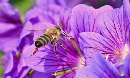Veneno de abeja: qué es y para qué sirve