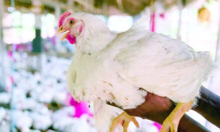 Productores advierten pollo podría aumentar a RD$150