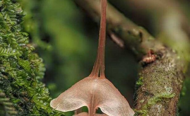 Solo hay en el mundo unos 20 ejemplares silvestres de esta rara planta