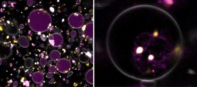 Hacen funcionar nanomotores en células artificiales
