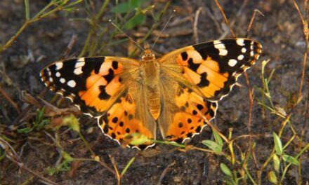 Primer caso documentado de división migratoria en insectos
