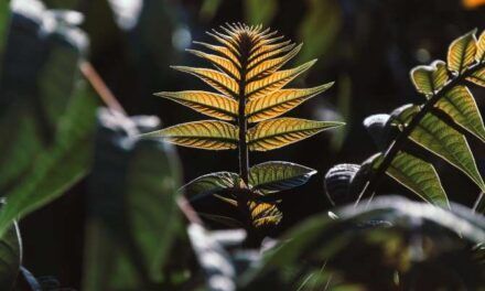 ¿Pueden aprender las plantas?