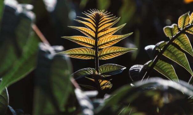 ¿Pueden aprender las plantas?