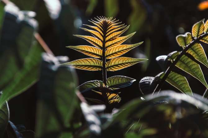 ¿Pueden aprender las plantas?
