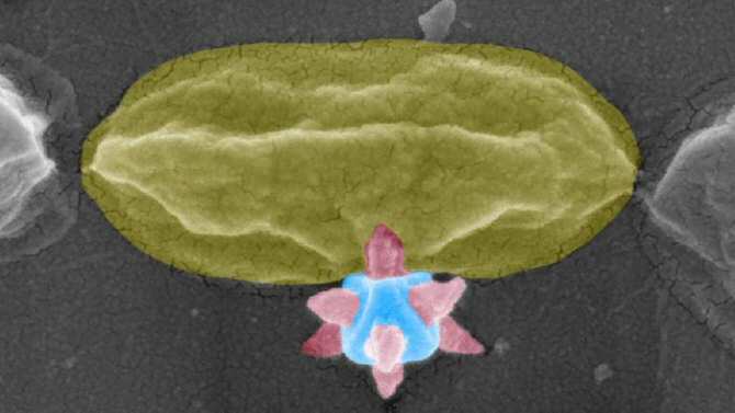 Apuñalamiento de una bacteria
