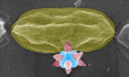 Apuñalamiento de una bacteria