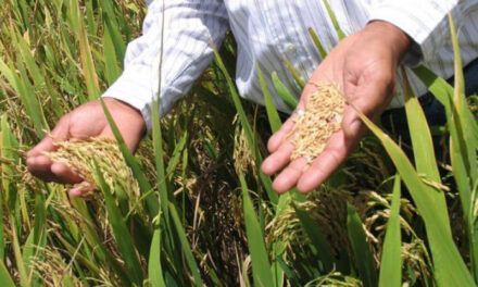 Experto sugiere acelerar la agroexportación y redefinir la política arrocera