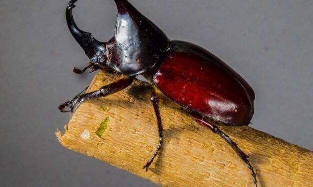 Los animales con mayor número de especies