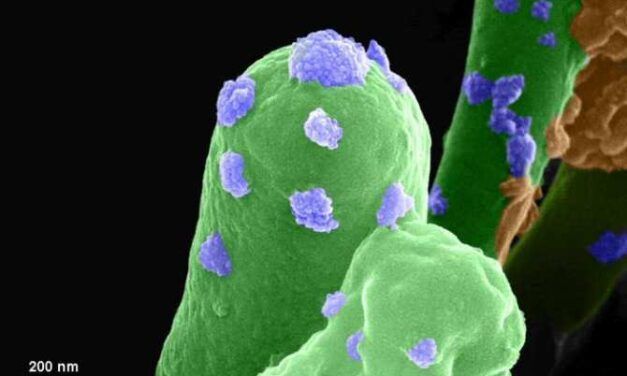 Uso de bacterias terrestres en Marte