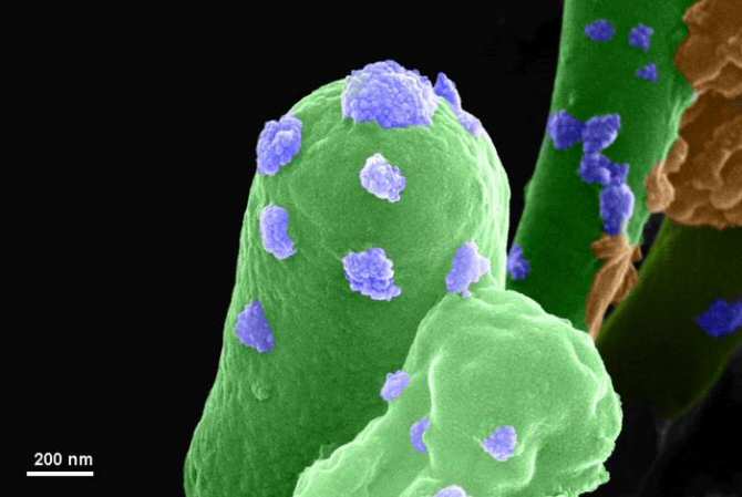 Uso de bacterias terrestres en Marte