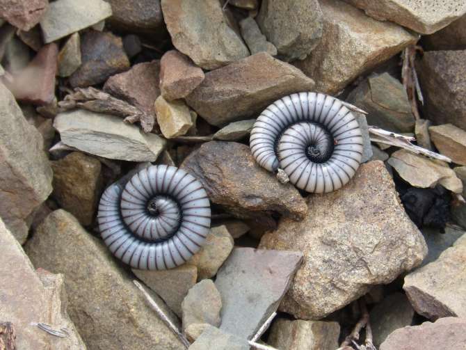 El primer animal terrestre