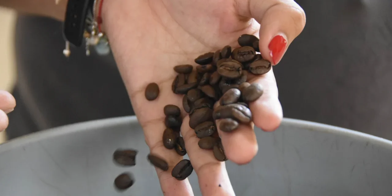 Cambita descubre su aroma: café de especialidad gana terreno en San Cristóbal