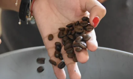 Cambita descubre su aroma: café de especialidad gana terreno en San Cristóbal