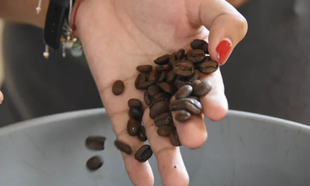 Cambita descubre su aroma: café de especialidad gana terreno en San Cristóbal