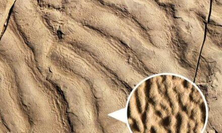 Arrugas hechas por microbios en la superficie de rocas