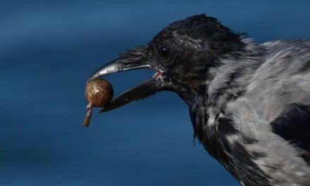 ¿Son más inteligentes las aves urbanas que las rurales?